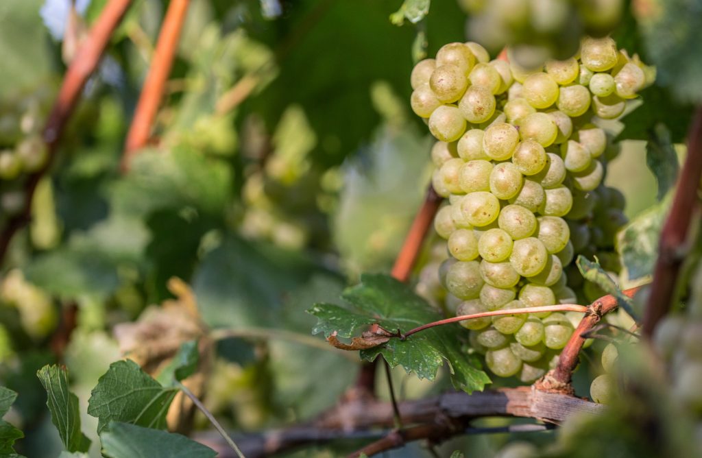 Grappolo di Pinot Bianco in tempo di vendemmia