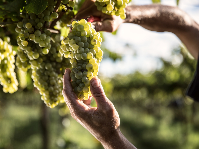 Vendemmia dei grappoli di Pinot Bianco