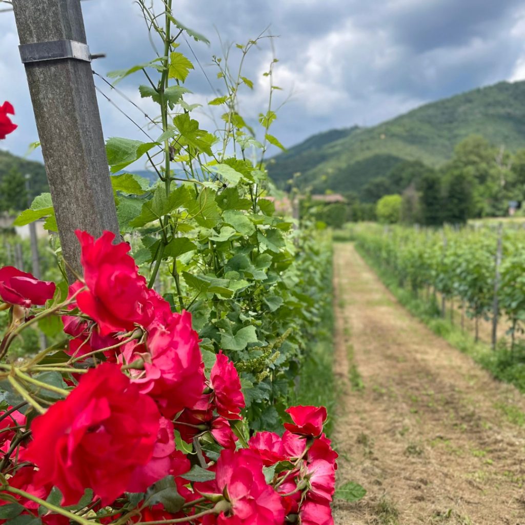 Vigneti biologici