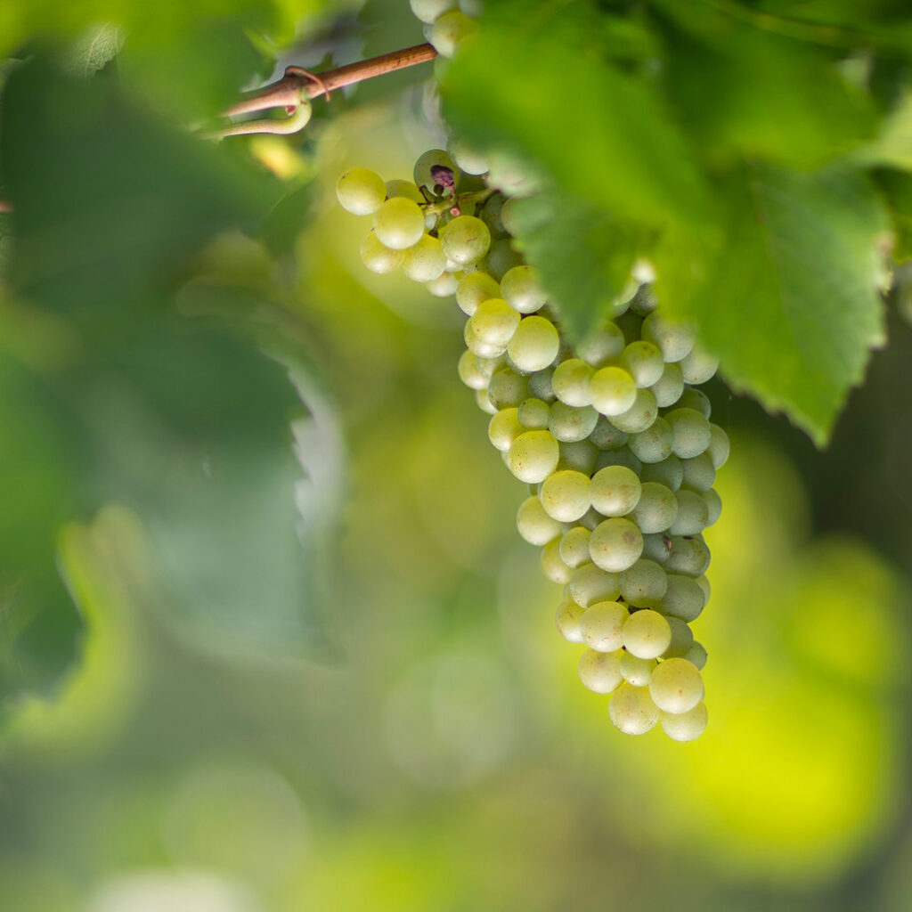 Grappolo di Pinot Bianco
